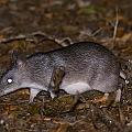 Long-nosed Bandicoot with a fat tummy (baby?)<br />Canon EOS 6D + EF400 F5.6L + SPEEDLITE 580EXII + Better Beamer